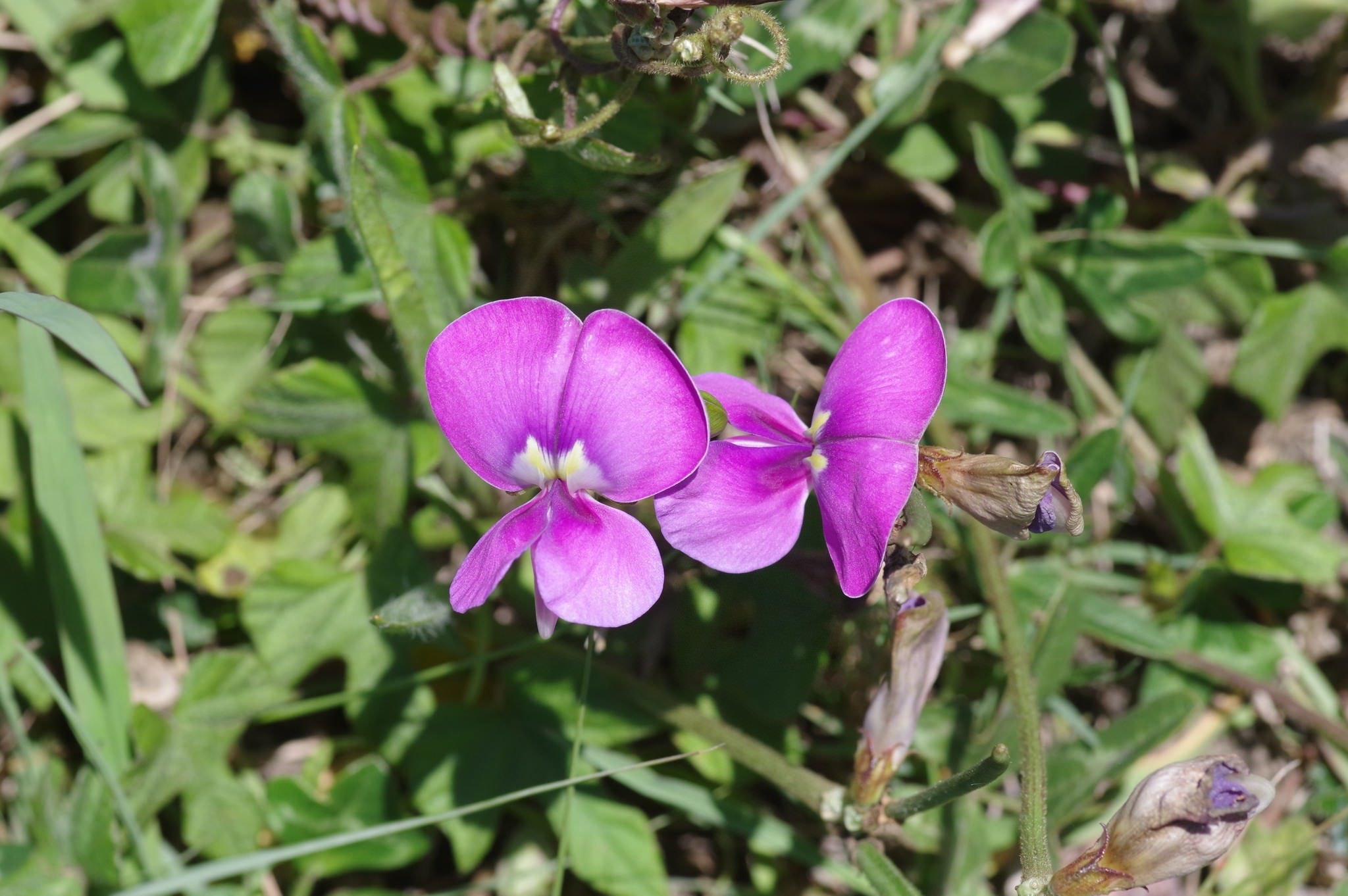 Vigna unguiculata
